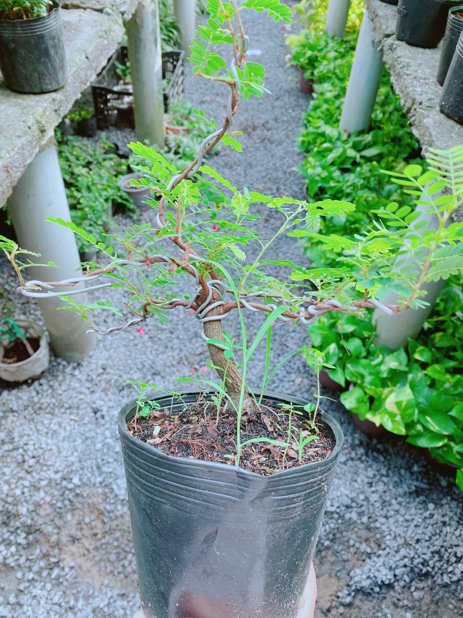 Cây Me Bonsai