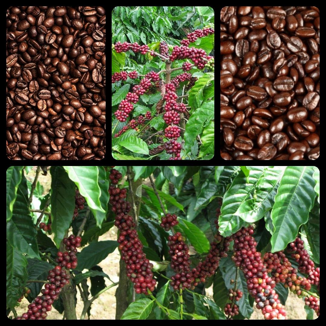 Tinh dầu cà phê (Coffee) chai 100ml nguyên chất Mộc Mây - tinh dầu nguyên chất từ thiên nhiên xông phòng, thơm phòng, thư giản, đuổi muỗi