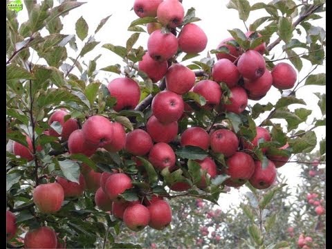 "Gói 10 "Hạt giống táo đỏ lùn Mỹ [Seeds]
