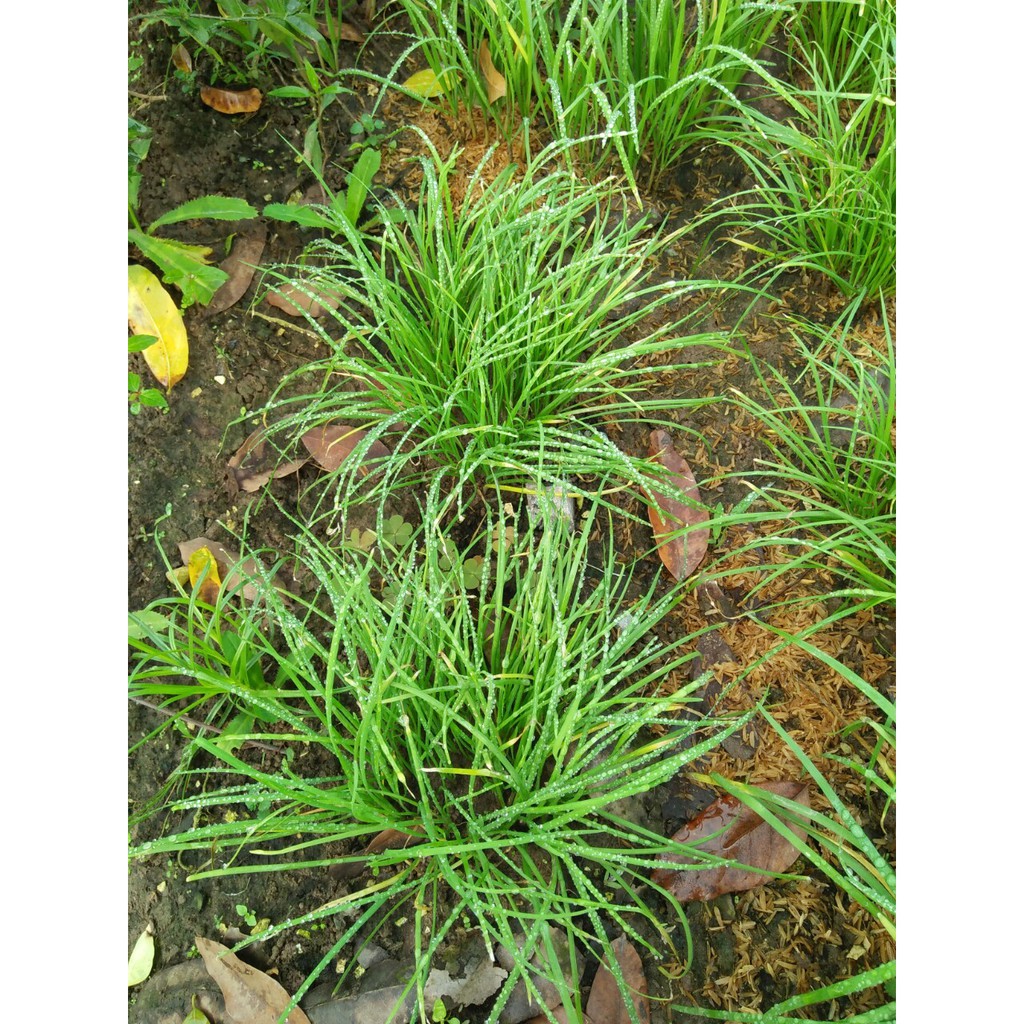Hạt giống hẹ ta ăn lá - gói 2gram( 330  hạt )