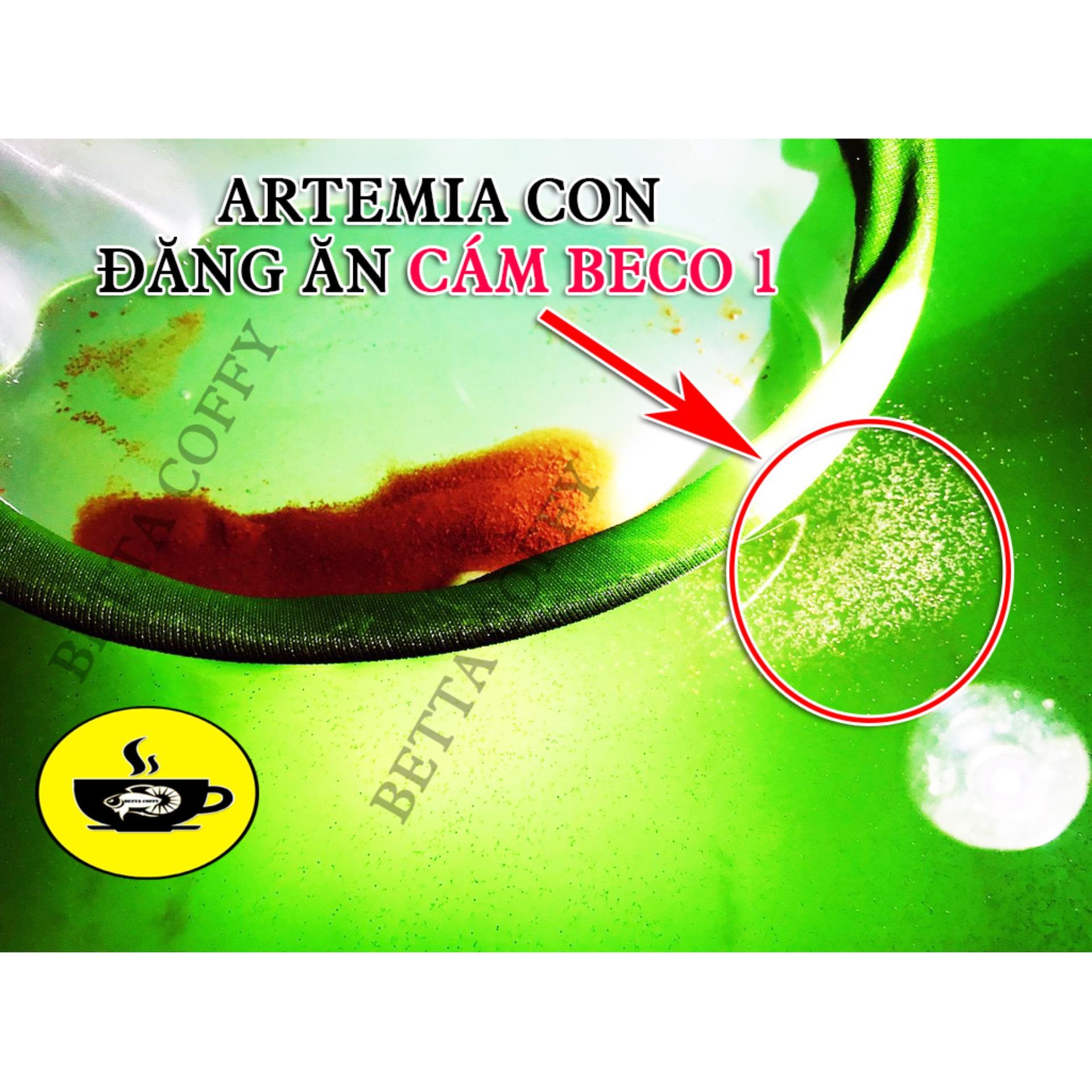 Tảo Bột - Thức ăn cho Artemia và cá con