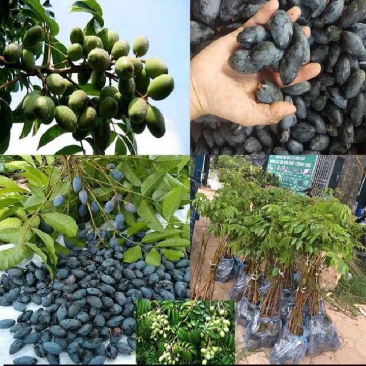 cây giống trám đen nếp siêu quả