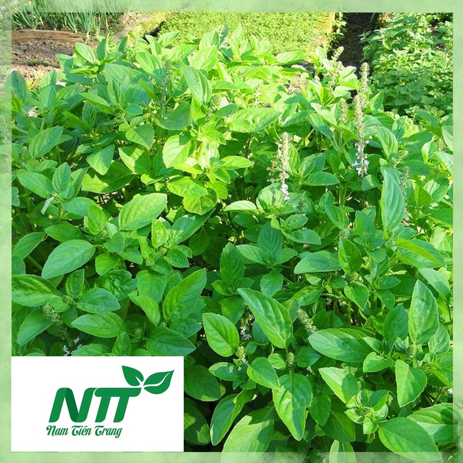 Hạt giống rau húng quế TN-30