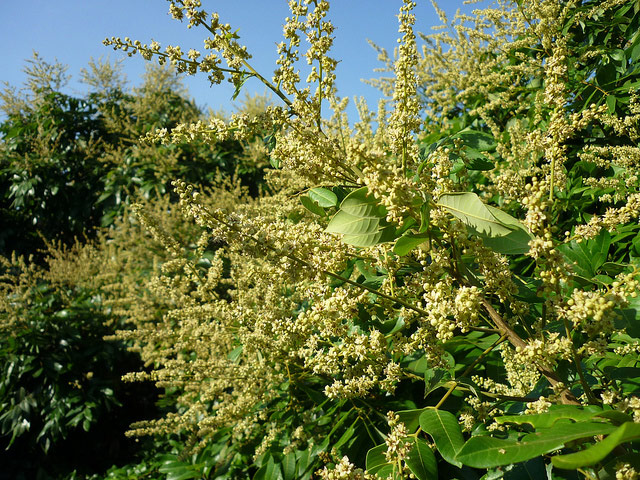 MAX FLOWER 86 PHÂN BÓN