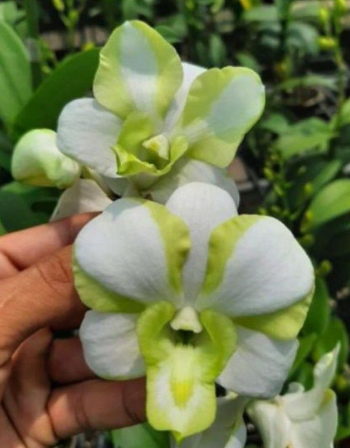 hoa lan đenro lai cat cây giống