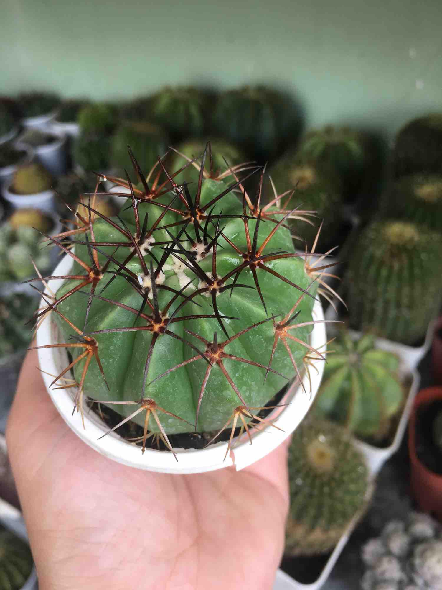 Xương Rồng Melo