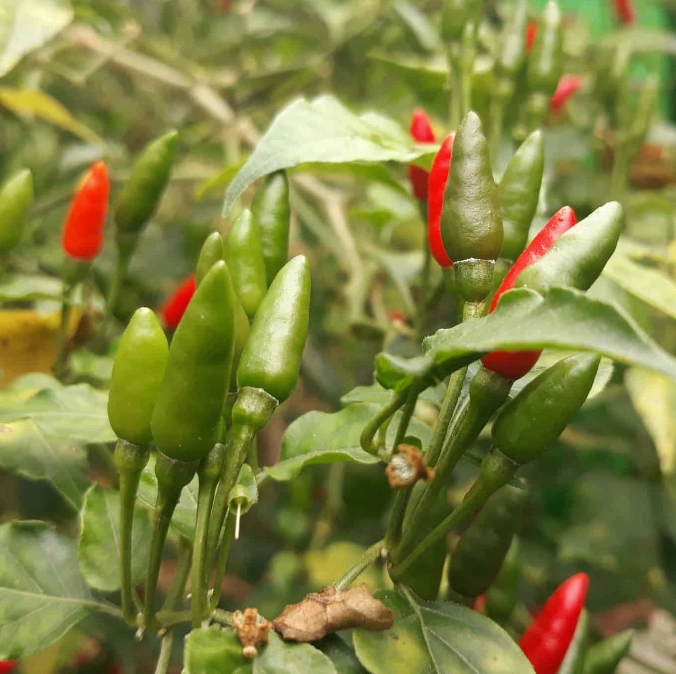 Hạt giống ớt thóc (ớt xiêm rừng) - gói 30 hạt
