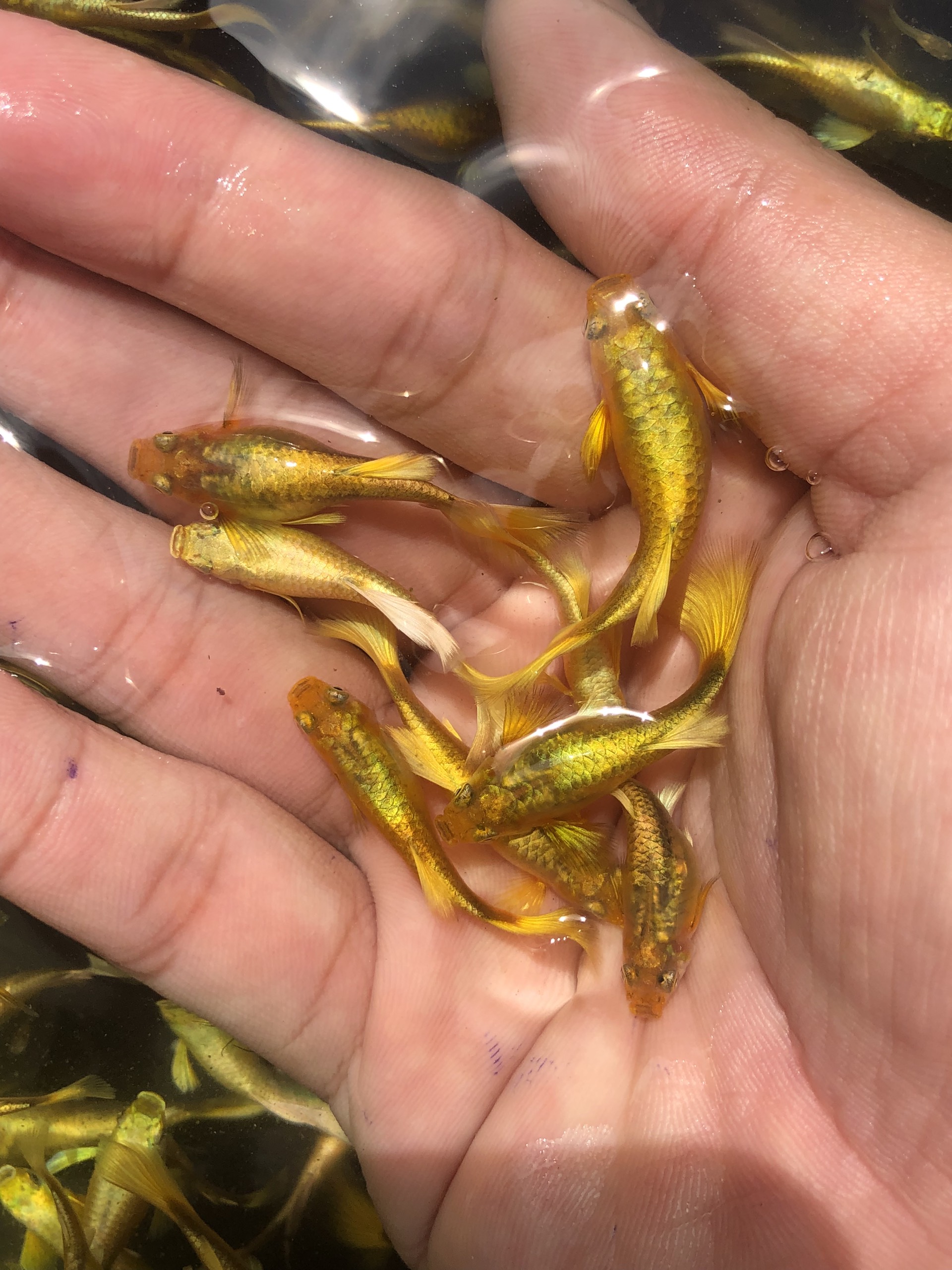full gold 5 bé chỉ 99k - trang trí hồ
