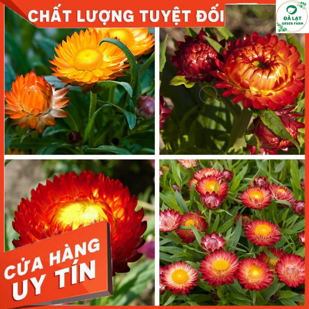 100H_Hạt giống hoa Bất Tử Mix màu
