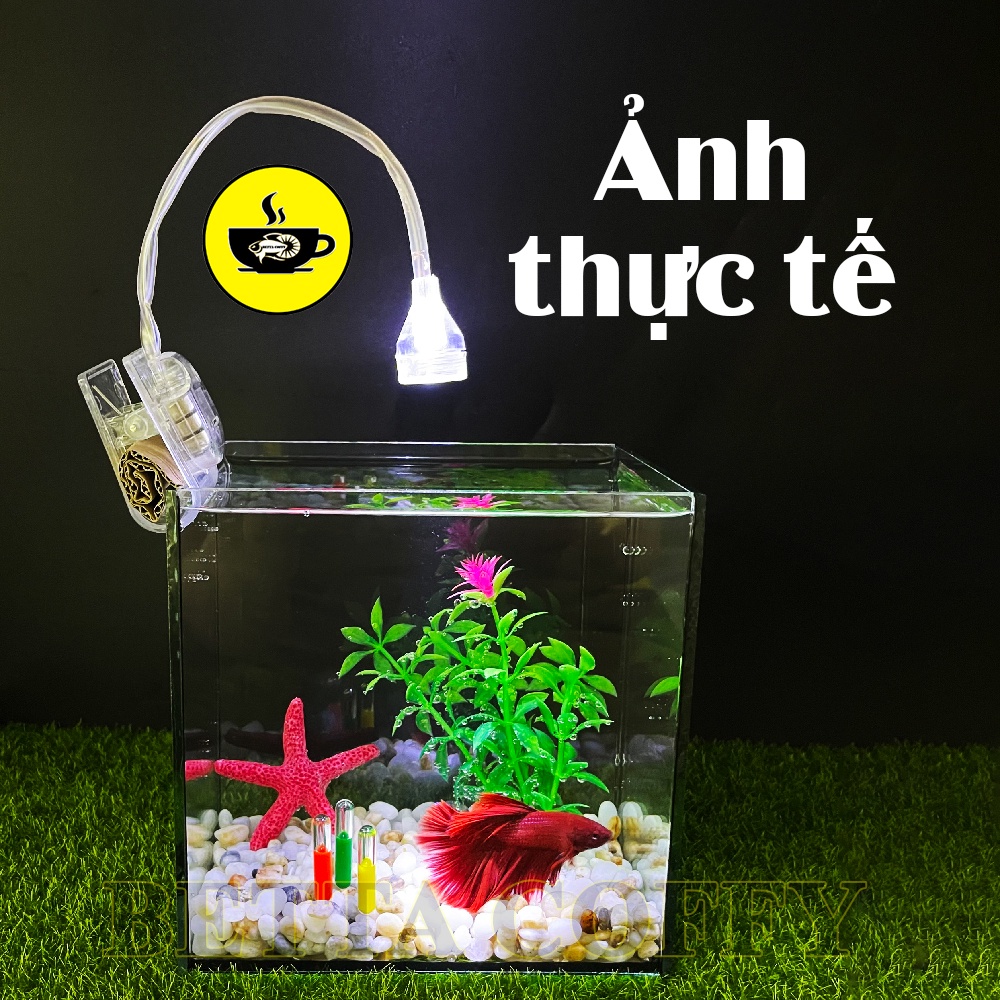 Combo Hồ Cá Betta + Phụ Kiện Đèn Cây Sỏi Trang Trí Bể Cá Kính