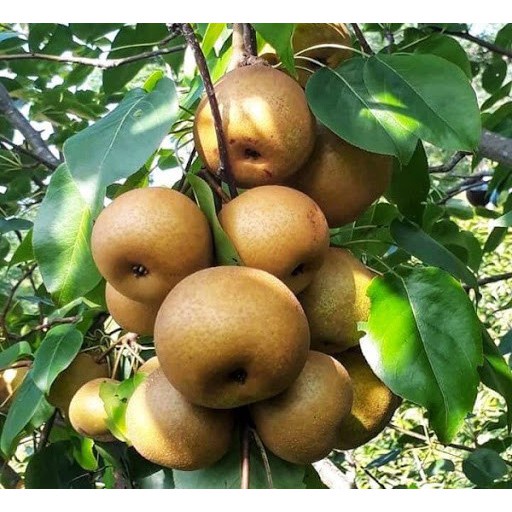 CÂY GIỐNG LÊ NÂU (MẮC COOC)