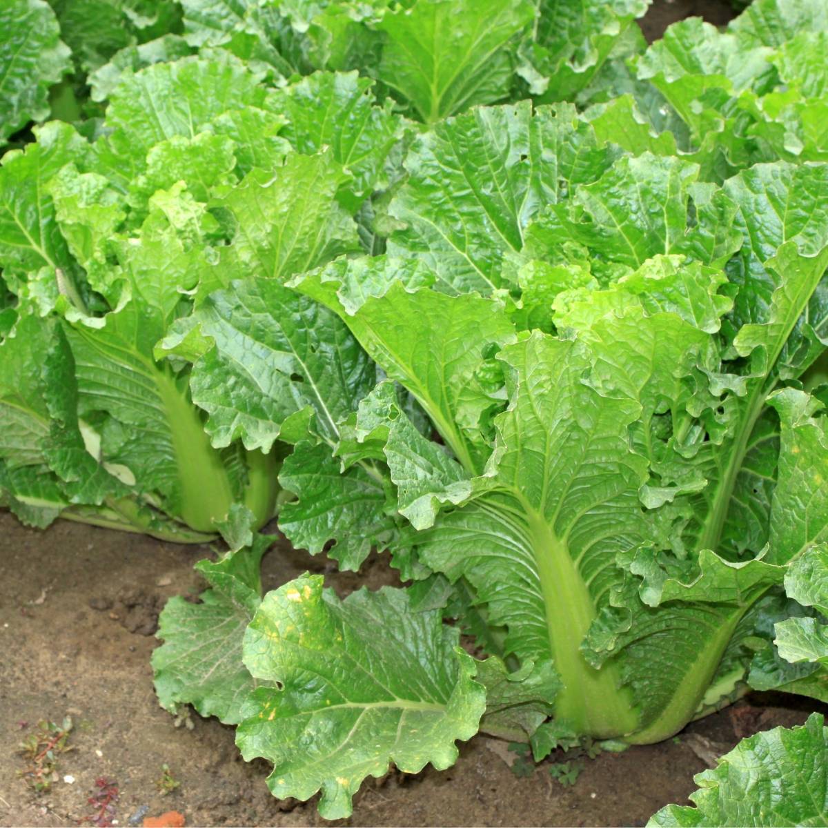 Gói 10 gram hạt giống cây cải Bẹ Dún