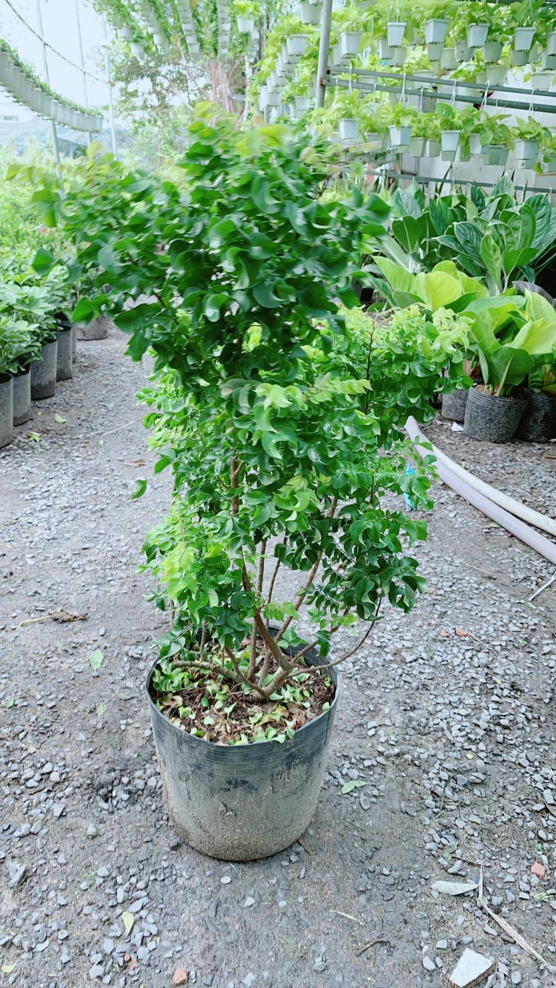 Cây Khế Mỹ