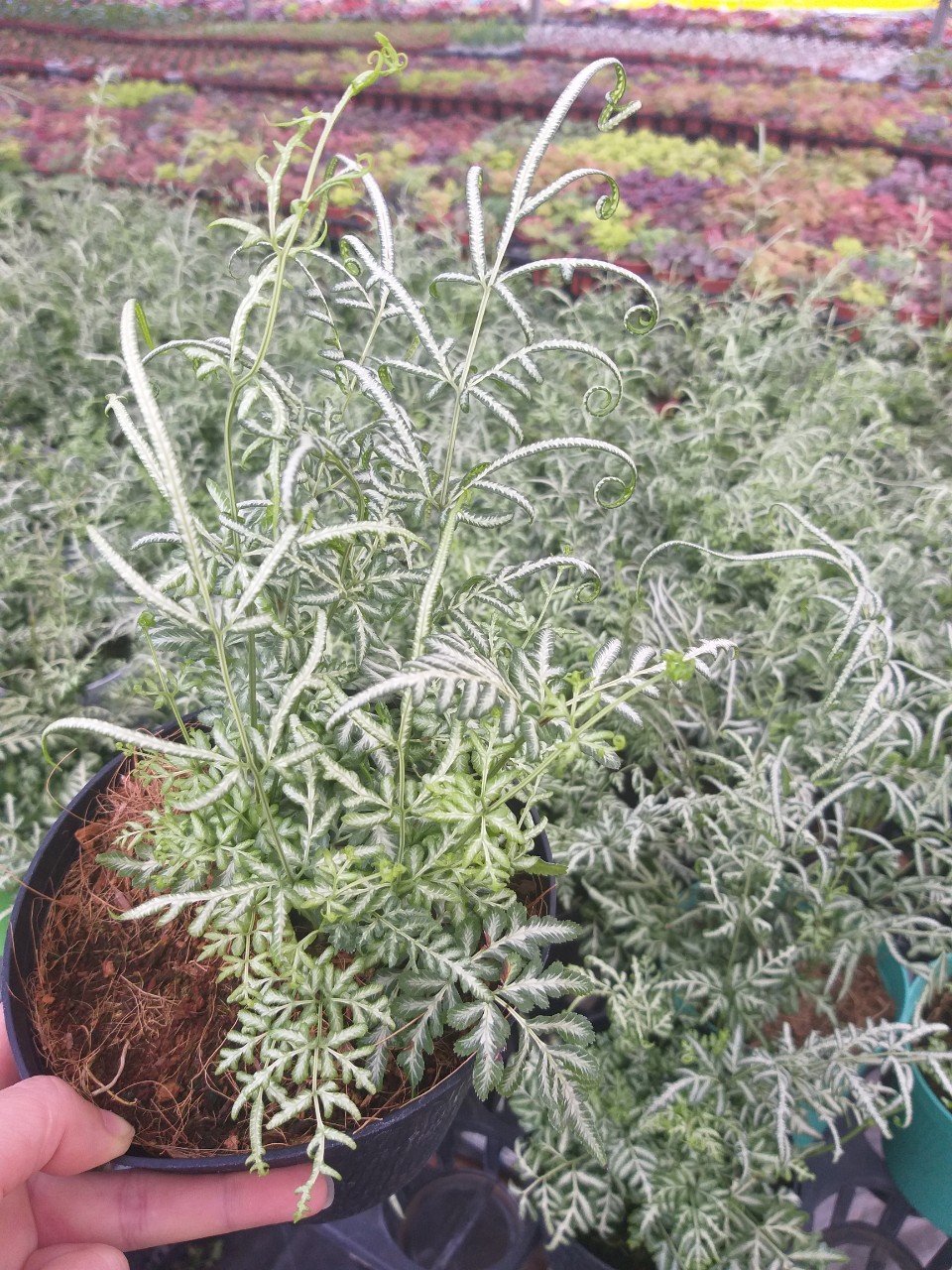 Cây lữ phụng tiên - Silver lace fern