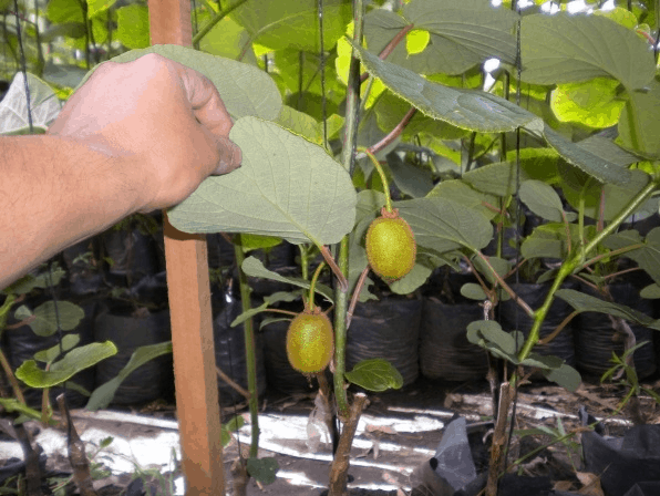 Cây giống KIWI RUỘT VÀNG.