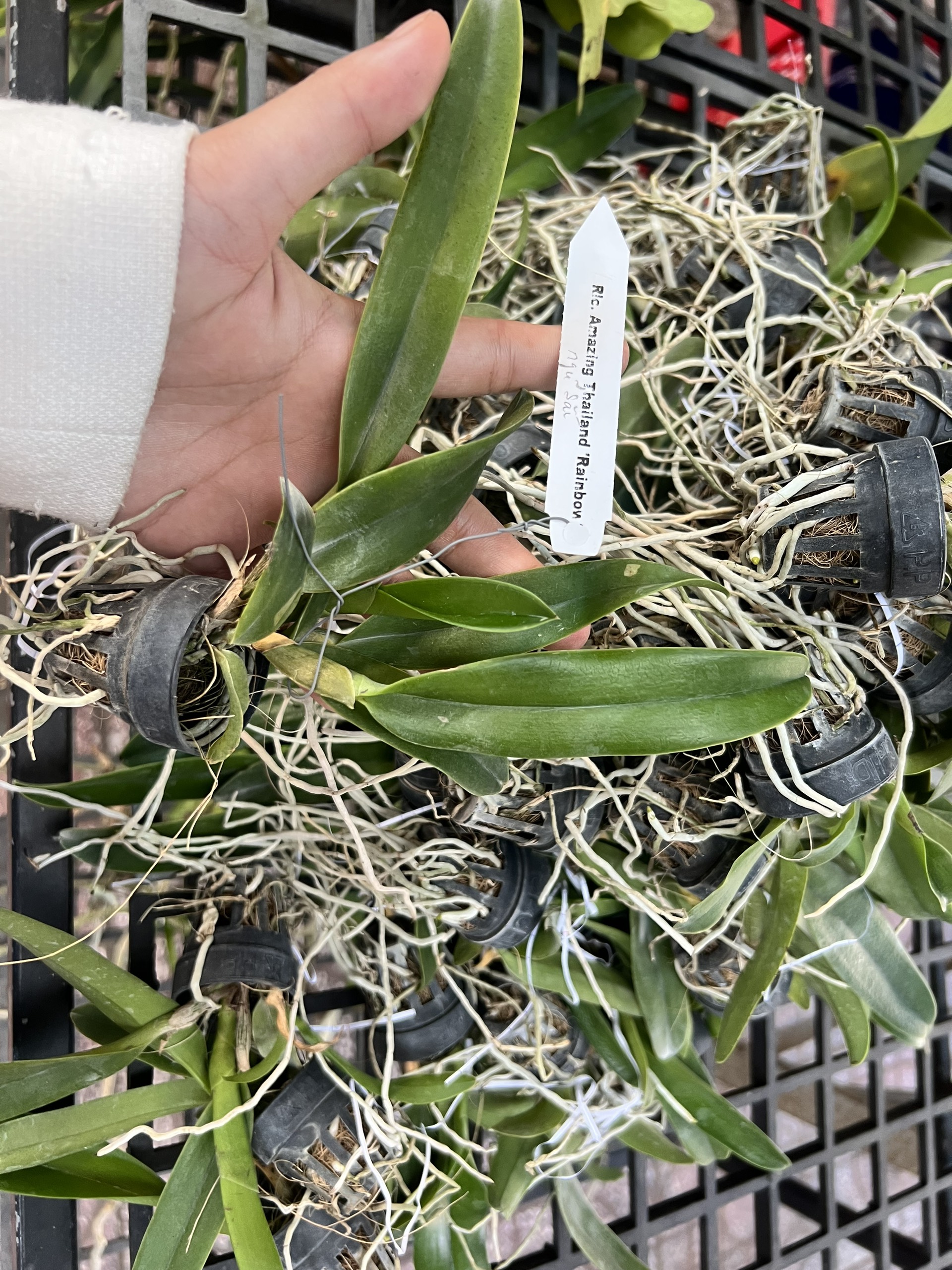 Lan Cattleya Cây Giống Nhiều Màu