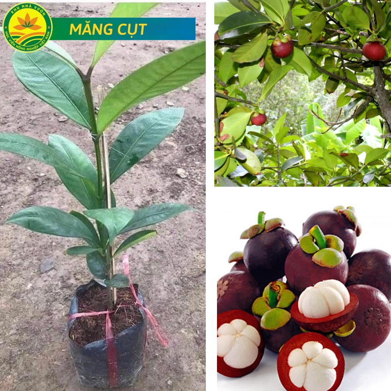 Cây giống Măng cụt Bến Tre, nữ hoàng trái cây, năng suất cao, siêu thơm ngon