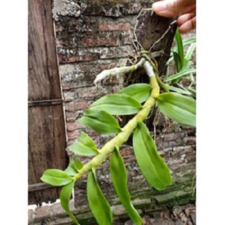 phong lan trầm rừng(cây năm 2,khỏe mập cao 20cm)