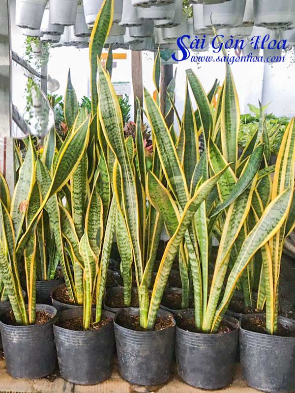 combo 2 cây giống lưỡi hổ