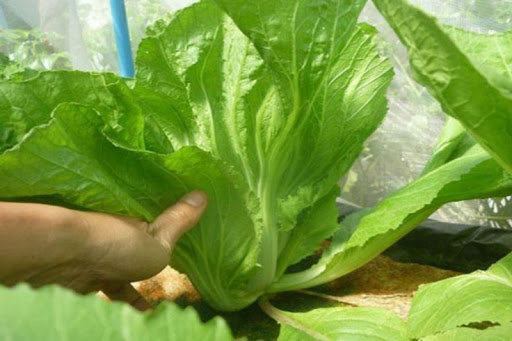 Hạt giống Cải Muối Dưa (Cải Tòa Sại) 20gr