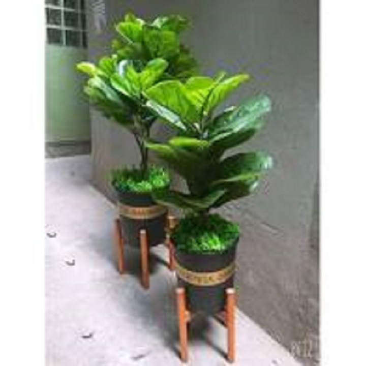 CHẬU CÂY BÀNG SINGAPO