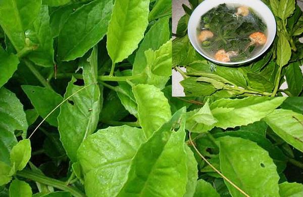 Cây Rau bầu đất