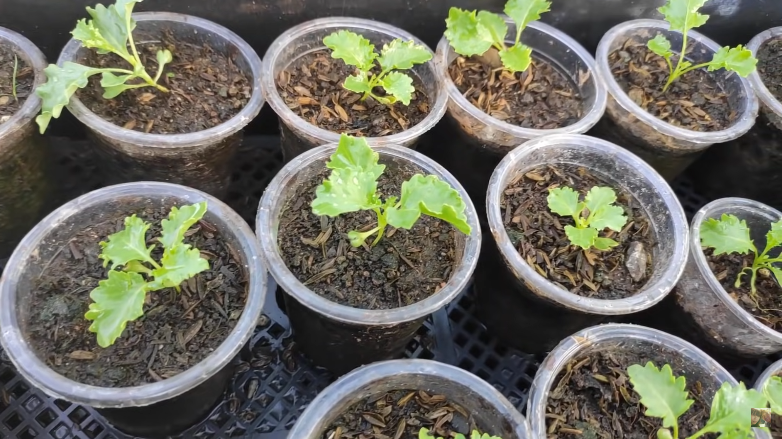 [HCM] Cải xoăn Kale Việt Thái 2g