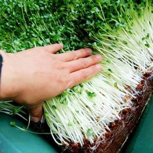 Hạt Giống Rau Mầm Xanh