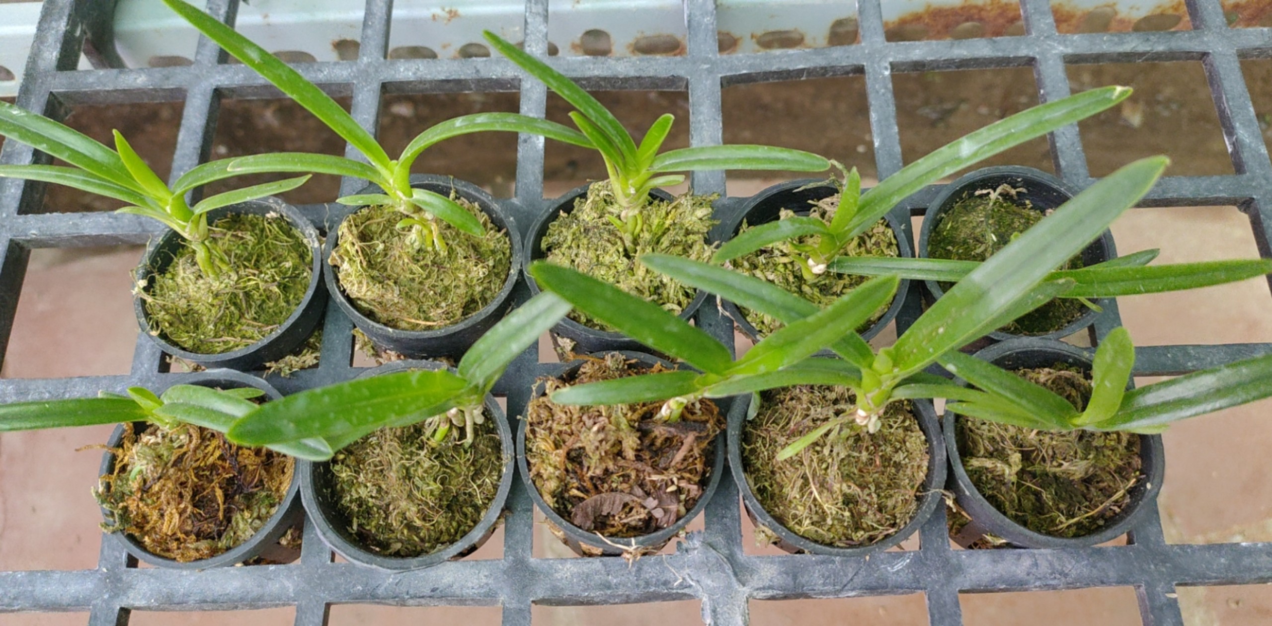 Kiếm trắng hà thu giống