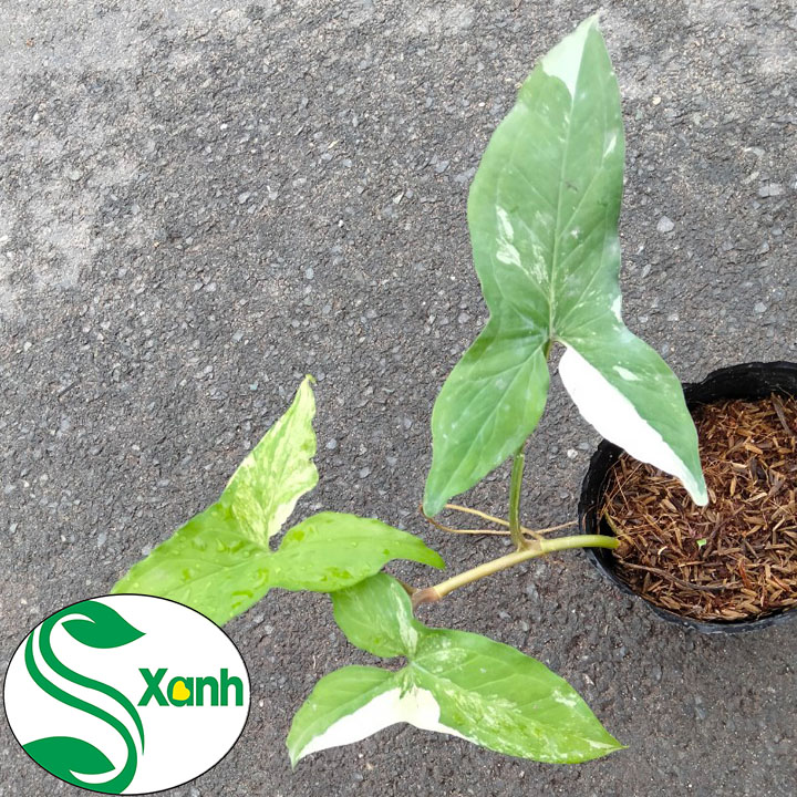 Cây Trầu Bà Var Syngonium Albo variegata