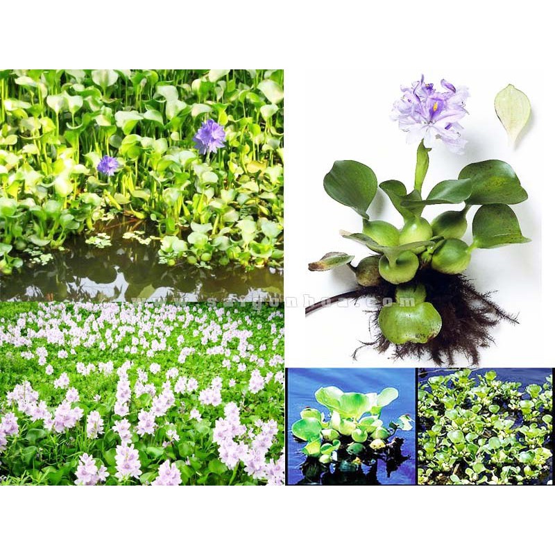 Cây Lục Bình thuỷ sinh - Cây Bèo Tây thuỷ sinh