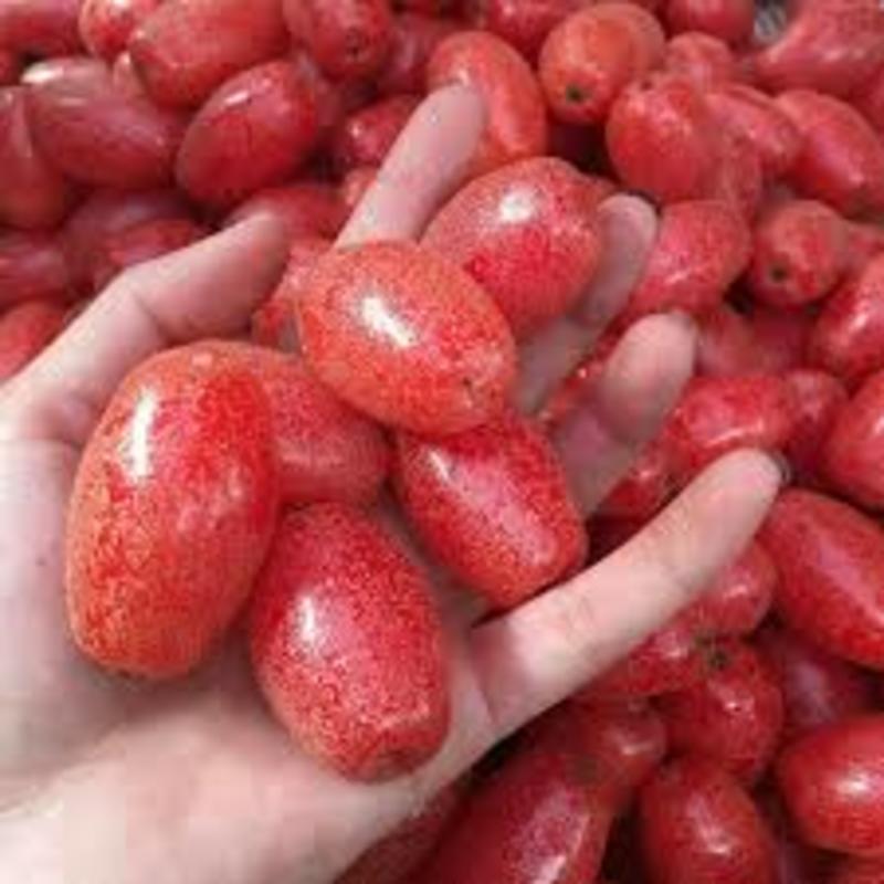 Cây nhót ngọt- cây giống chuẩn f1 cho năng xuất cao