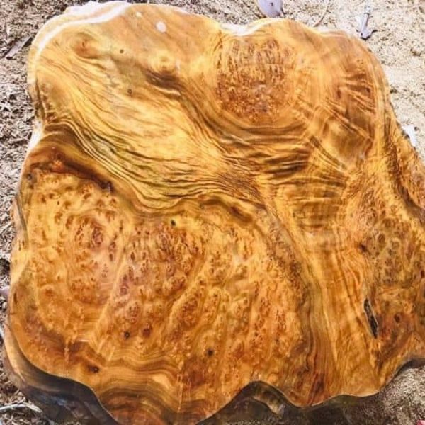 Giống Cây Gù Hương, Cây Xá Xị