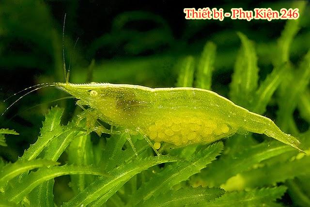 Thức ăn tôm tép cảnh cần thơ