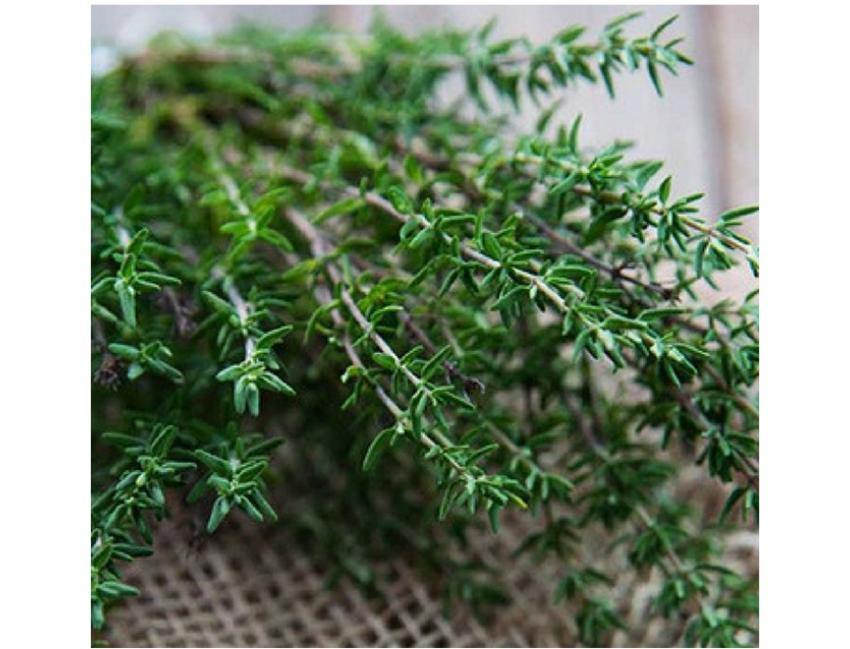 Hạt giống cỏ xạ hương (Thyme)