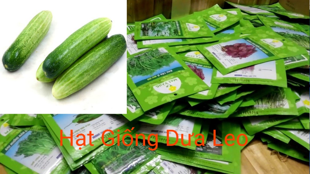 Hạt giống dưa leo