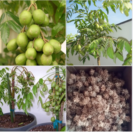 "Gói 3 Hạt " Hạt giống cây ăn trái cóc Thái