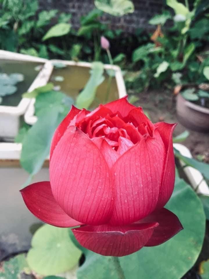 Củ sen đỏ huyết