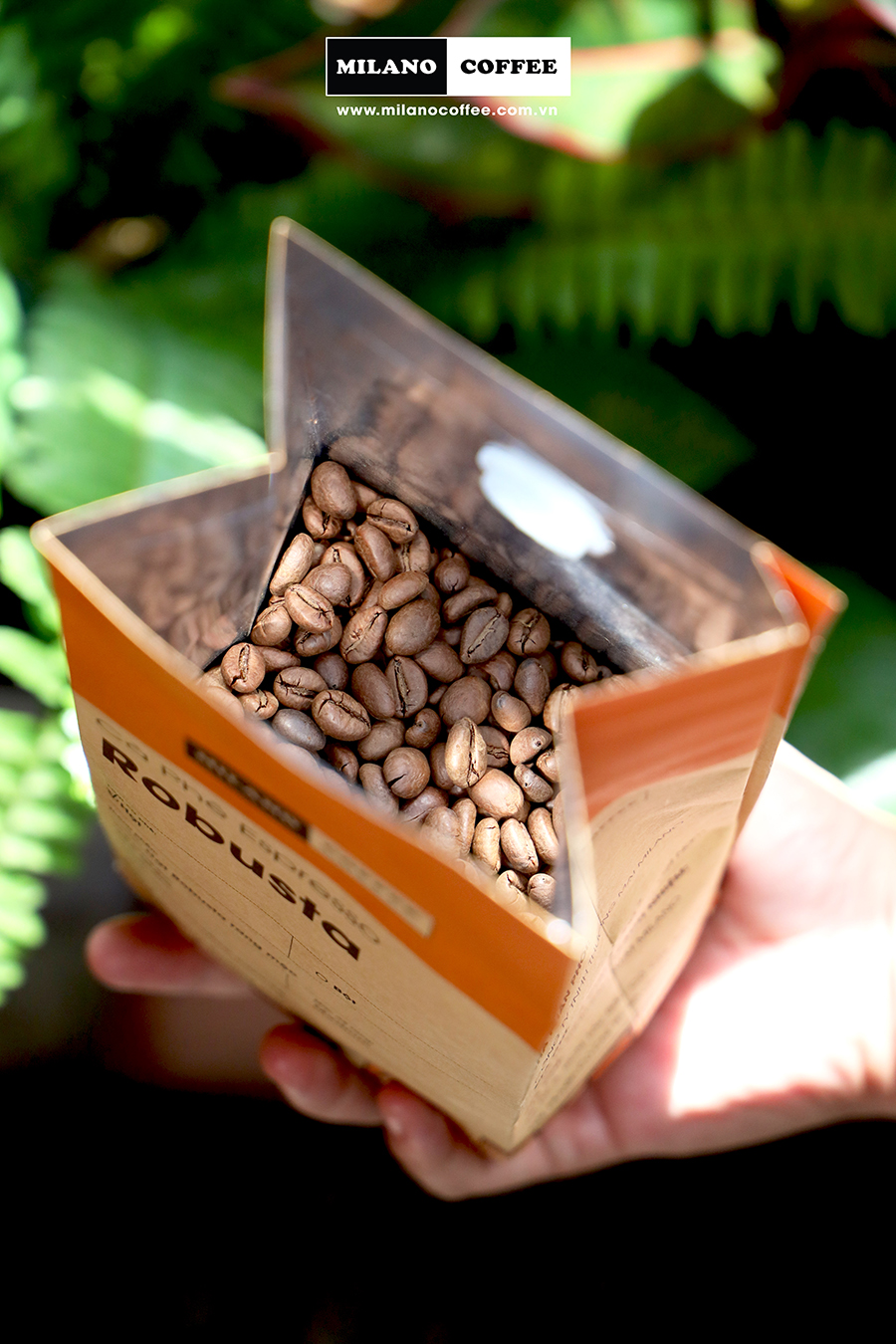 Cà phê hạt nguyên chất Robusta Milano Coffee 250gr
