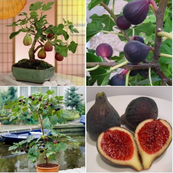 Hạt giống cây sung mỹ- sung ngọt10 hạt/gói ( tặng 3 viên nén xơ dừa ươm hạt )