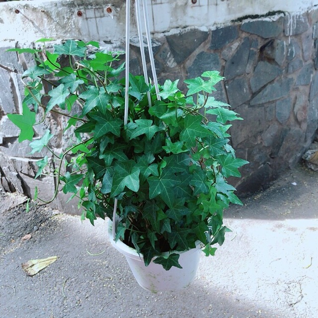 [HCM]Chậu Cây Thường Xuân