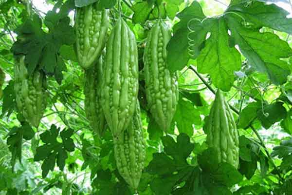 10 Hạt Giống Mướp Đắng ( Hạt Giống Khổ Qua )
