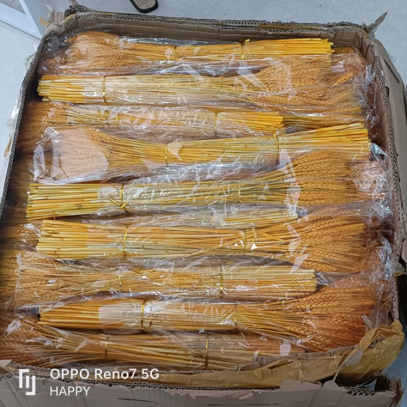 Combo 500 Bông lúa mạch vàng tài lộc trang trí nhà cửa.