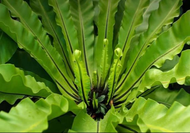 [ XẢ CẮT LỖ ] Ổ PHỤNG TỔ QUẠ GHÉP LAN