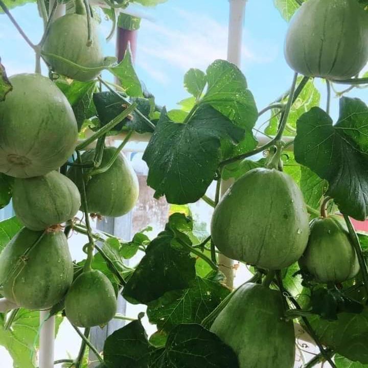 Hạt giống Dưa Lê Siêu Ngọt Popoca