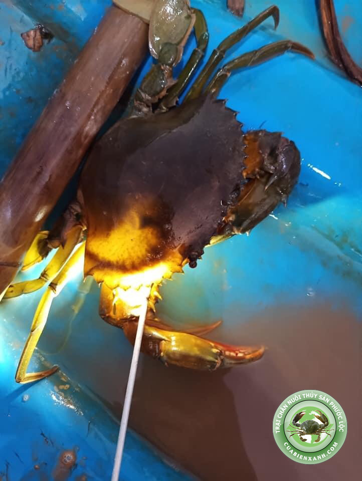 Đèn kiểm tra cua gạch - cua thịt - kiểm tra cua