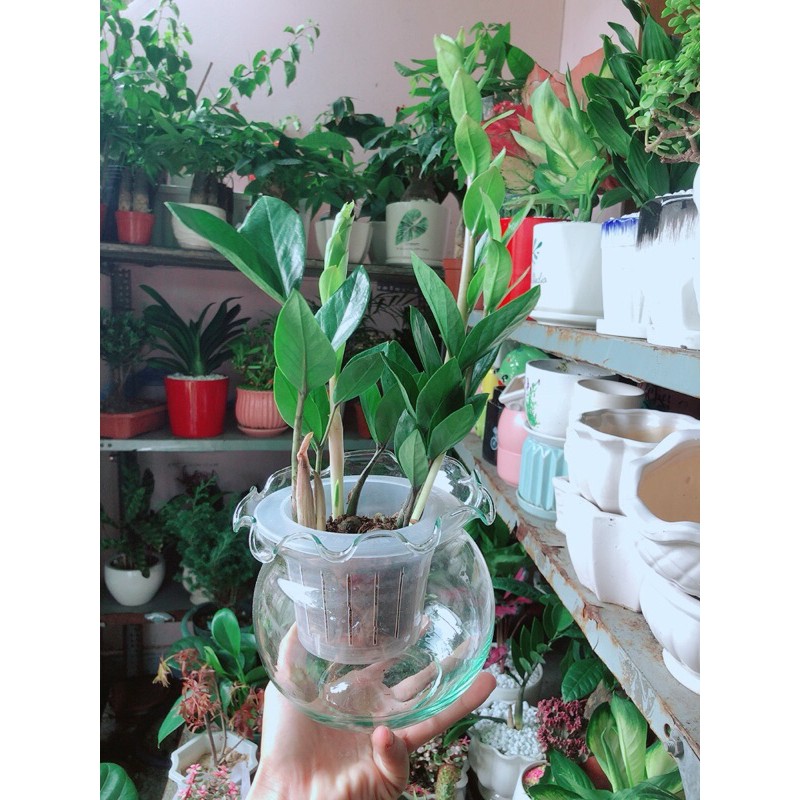 [HCM]Chậu Cây Kim Tiền Thái Thuỷ Sinh