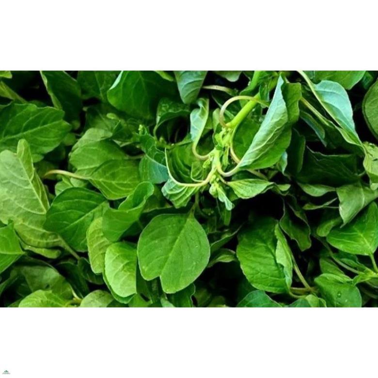 Hạt giống dền vàng, dền cơm - gói 10 gram