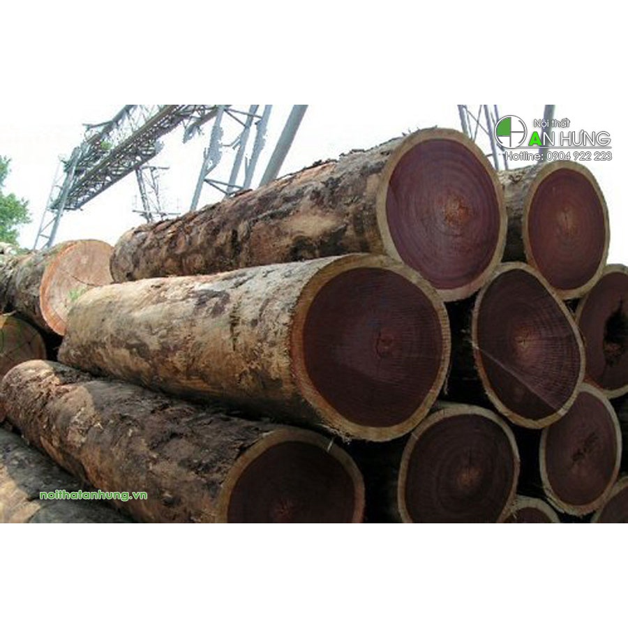 Cây gỗ sao đen giống (cây đẹp có bảo hành)