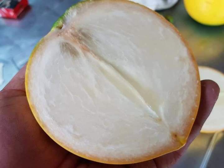 2 cây vú sữa vàng - vú sữa hoàng kim